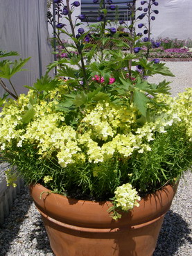 Container Gardens; Earthstone Growstones Soil Amendment