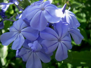 Powerful tool to gardeners of all types; including container gardeners    